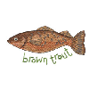 BROWN TROUT