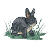 BUNNY