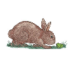 BUNNY