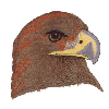 EAGLE HEAD