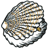 SEASHELL