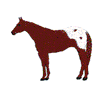 APPALOOSA