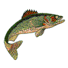 WALLEYE