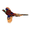 PHEASANT