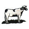 DAIRY COW