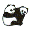 PANDA BEARS