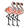 FLAMINGOS