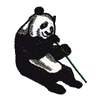 PANDA BEAR