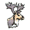 CARIBOU