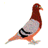 PIGEON