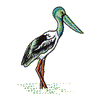 JABIRU