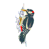 GREAT SPOTTED WOODPECKER