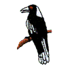 MAGPIE