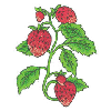 STRAWBERRIES ON A VINE