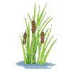 GRASS