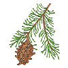 PINECONE BRANCH