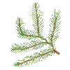 PINE TREE BRANCH