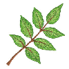 BRANCH W/LEAVES