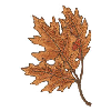 FALL LEAVES