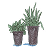 PLANTS