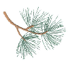 PINE BRANCH