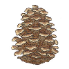 PINE CONE