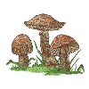 MUSHROOMS