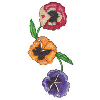 PANSIES