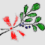 CROSS STITCH MISTLETOE