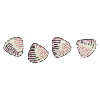 SEASHELLS