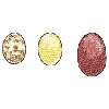 EGGS