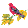 SCARLET TANAGER