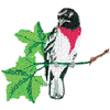 ROSE-BREASTED GROSBEAK