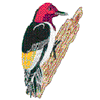 RED HEADED WOODPECKER