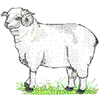 SHEEP