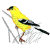 AMERICAN GOLDFINCH