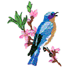 EASTERN BLUEBIRD