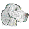 ENGLISH SETTER