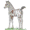 APPALOOSA FOAL