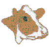 HOLSTEIN COW HEAD