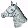 HORSE HEAD