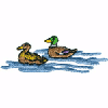 SWIMMING DUCKS