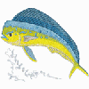 DOLPHIN FISH