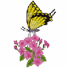 BUTTERFLY 5