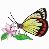 BUTTERFLY 8