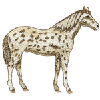 APPALOOSA