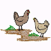 CHICKENS