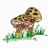 MUSHROOMS