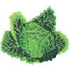 LETTUCE