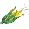 EAR OF CORN